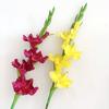 Künstliche Gladiolenblumen 22" Real Touch Blume mit langem Stiel 4 volle Blüten und 1 Knospe Gefälschte Orchidee für Vase