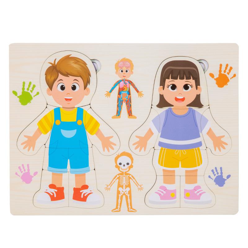 High-Quality Kid High-Quality Human High-Quality Body High-Quality Structure High-Quality Puzzle High-Quality Toy High-Quality Montessori