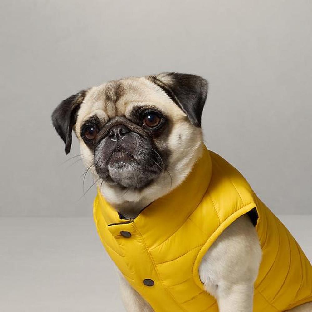 Ralph Lauren Dog Puffer Jacket Hmpogfthr920013710