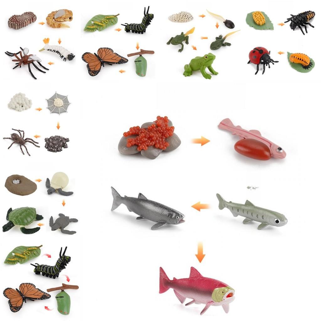 Animal Model Set Pvc Collectible Insect Bird Reptile Amphibian For Education And Display