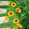 1/7-Head Sunflower Bouquet Small Bundle DIY Floral Materials Simulation Flowers Realistic Silk Wedding Bouquet