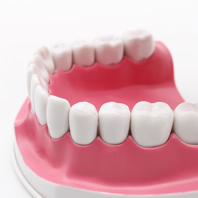 Children's Dental Teaching and Brushing Practice Model