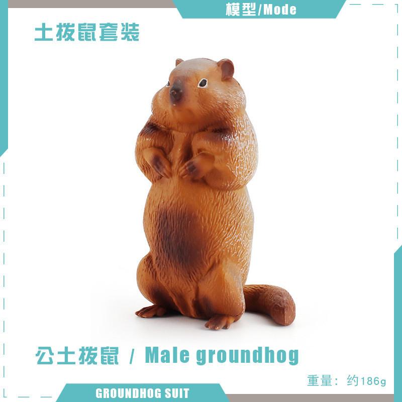 Entzückende PVC-Eichhörnchen-Modellsammlung mit lebensechten Details für Kinder