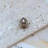 European & American Fashion Asymmetrical Matte Gold Rhinestone Spider Bee Stud Earrings