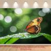 Pentru studiouri foto – Fundaluri pentru studiouri fotografice