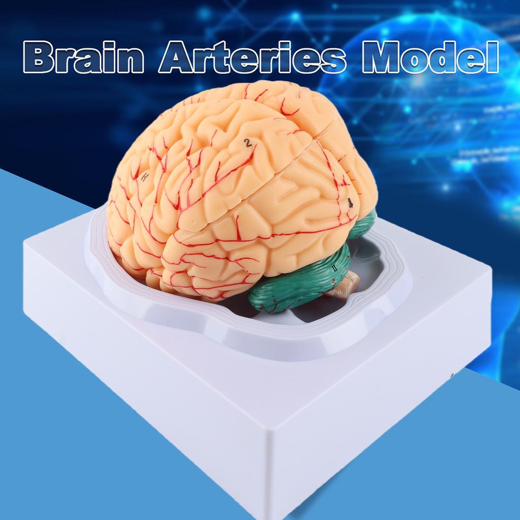 8 Parti Modello Arterie Cerebrali Anatomiche Umano Set Medico Fornitura Scuola Scientifica