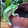 Niedliche Froschfigur Pflanzgefäß Dekoration Kleiner kletternder/liegender Frosch mit Blatt-Regenschirm Statue für Außenhof Terrasse Garten Dekor
