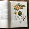 [USED] Foreign books, Czech botanical encyclopedias, vintage books, botanical art