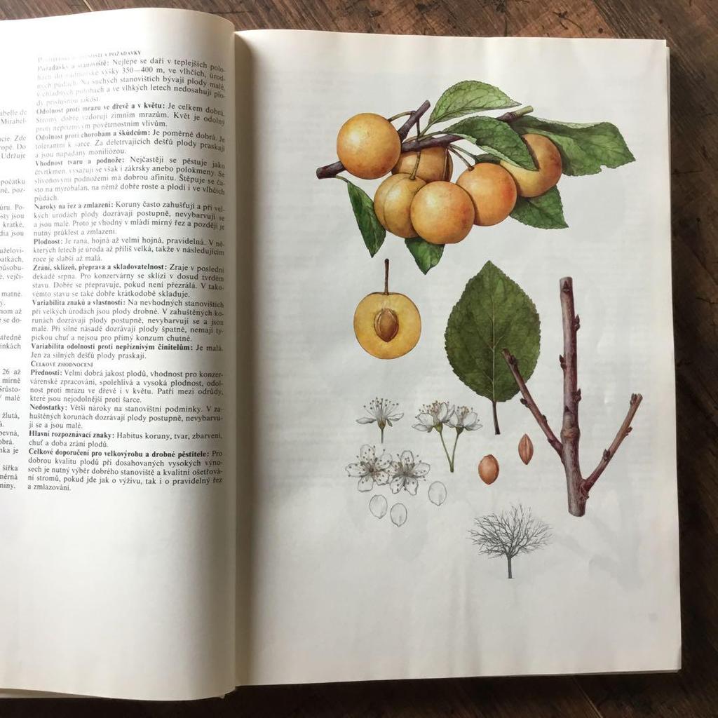 [USED] Foreign books, Czech botanical encyclopedias, vintage books, botanical art