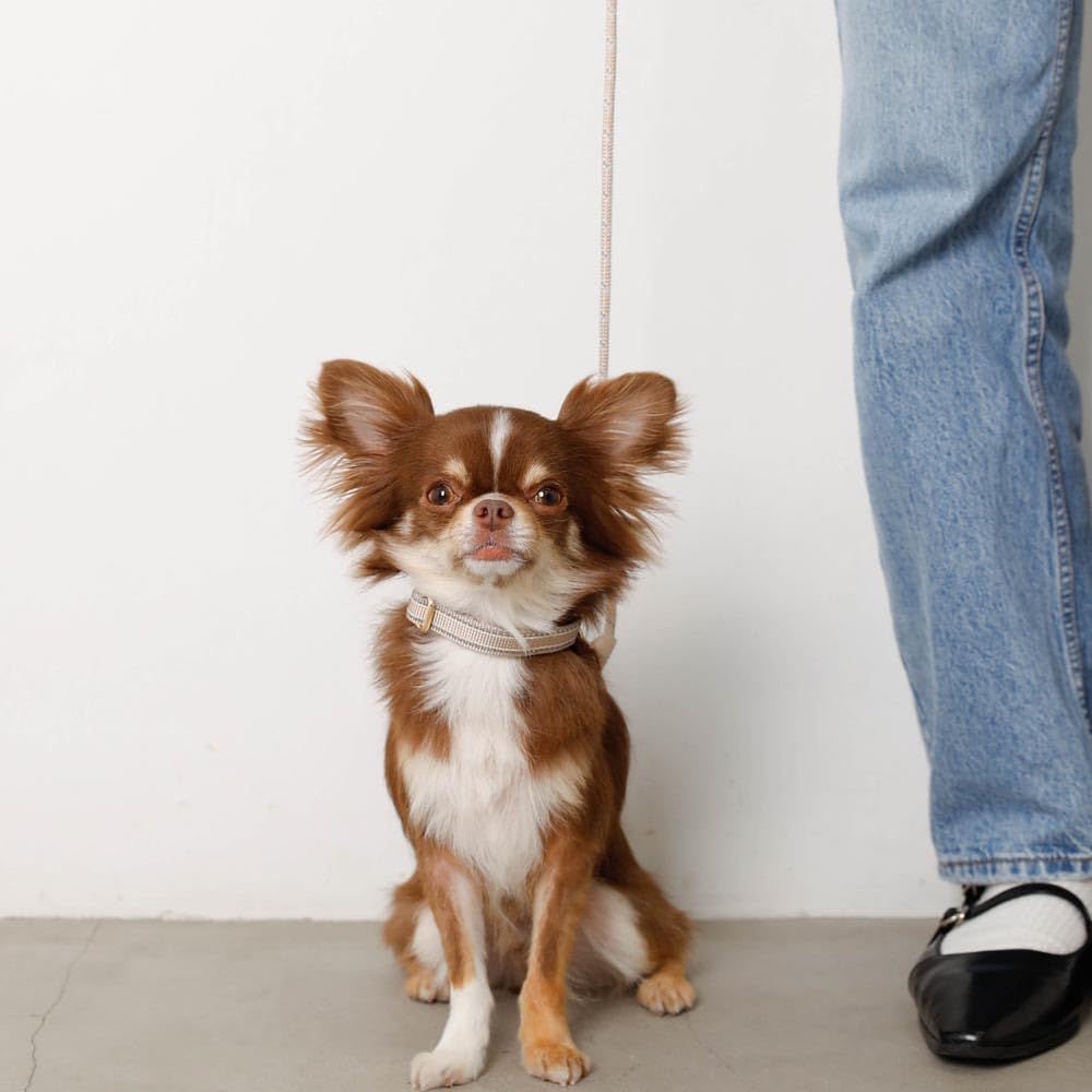 Reflective Dog Collar Popular Brand for Toy and Small Perfect for Walking monchéri [Mixed Color] (Cream/FREE) Cute, Stylish, Poodles, Chihuahuas,