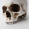 Modern Resin Skull Shaped Head Design Flower Pot Planter Container Decoration Flower Pot Props for Home Desk Decoration