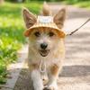 Adjustable Pet Sun Hat Breathable Cat Sunscreen Hat Cute Dog Fisherman Hat  Sun Protection