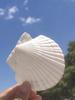 Natural Large Seashell Set for DIY Painting & Crafts - Small Scallop & Conch Shells