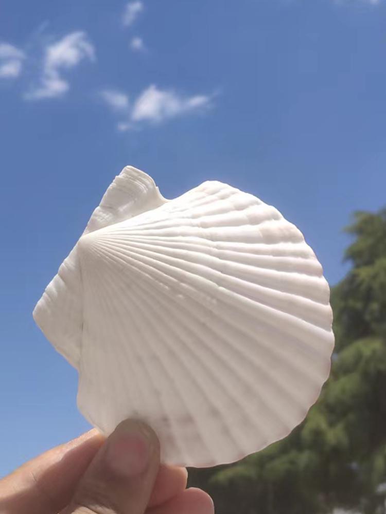 Natural Large Seashell Set for DIY Painting & Crafts - Small Scallop & Conch Shells