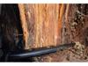 Torch Pine Resin Strips: Outdoor Survival Fire Starter Kit