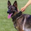 Neues Taktisches Hundehalsband & Leinen-Set mit Kontrollgriff und Metallschnalle (Schwarz)