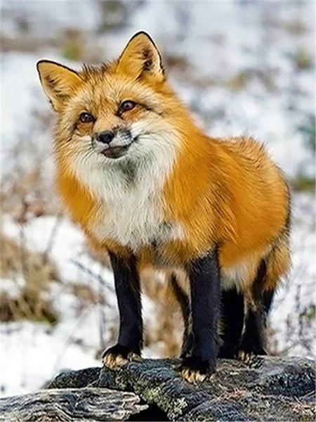 5D Diamond Painting Cross Stitch Animals Diamond Embroidery Fox Full Round Rhinestone Pictures Home Decor