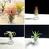 Air Plant Stand Plant Displa Stainless Steel Container