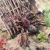 Interactive Tarantula Spider Model Toy for Kids