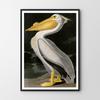 Poster Pelican Bird Vintage