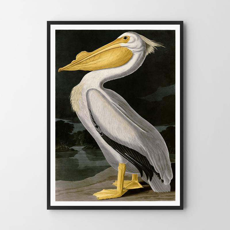 Poster Pelican Bird Vintage