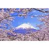 Japanese Landscape Postcard Mount Fuji Floating Frame Fully Bloomed Cherry Blossoms Snow-covered Peak Clear Blue Sky Souvenir Photography YOSHIO