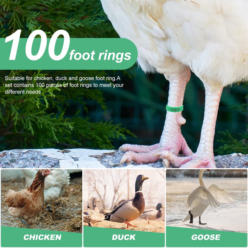 Buy Cyestern100pcs Bird Identification Rings Poultry Ring Chicken Foot
