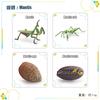 Children'S Science And Education Cognition 16 Animal, Plant And Insect Life Cycle Cards Early Childhood Education Card Toys