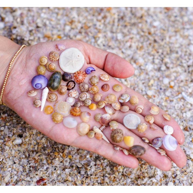 Handmade Mini Seashell Ornaments: Conch Photo Frame, Storage Box, Fish Tank Decor