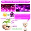 LED Grow Light Full Spectrum Phytolamp USB Plant Light Strip 1m 2m 3m 5m Phyto Lamp for Plant Flower Greenhouse Tent Hydroponics