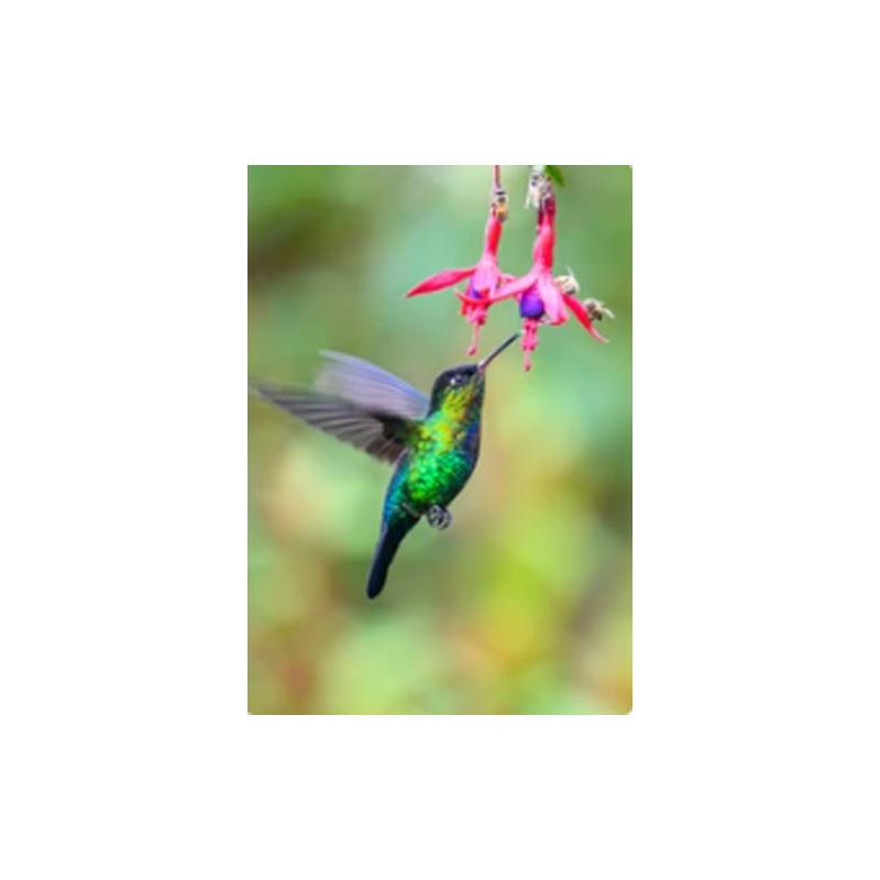 Hummingbirds Posters and Prints Canvas Painting Bird Animal Cuadros Wall Art Pictures for Living Room Modern Home Decor No Frame