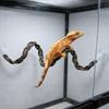 Reptile – Terarii pentru reptile
