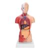 28cm Human Torso Model Detachable Internal Organs Teaching Anatomical Assembly Model
