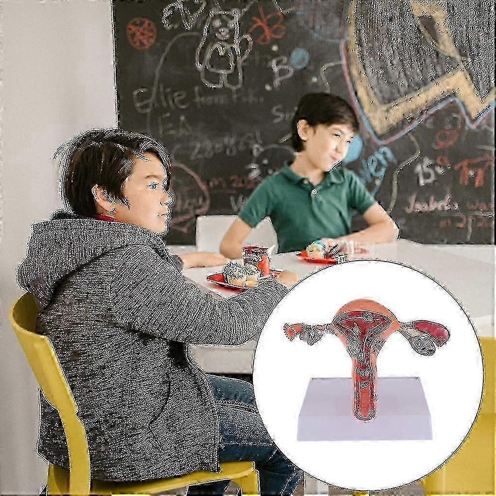 Female Uterus Structure Biological Models Educational Experiment o