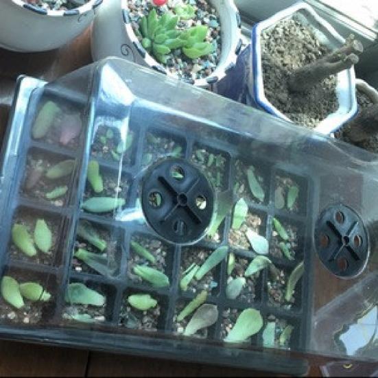 Germination Tray Transparent Cover Eco-friendly PP Flower Nursery Pot for Succulent