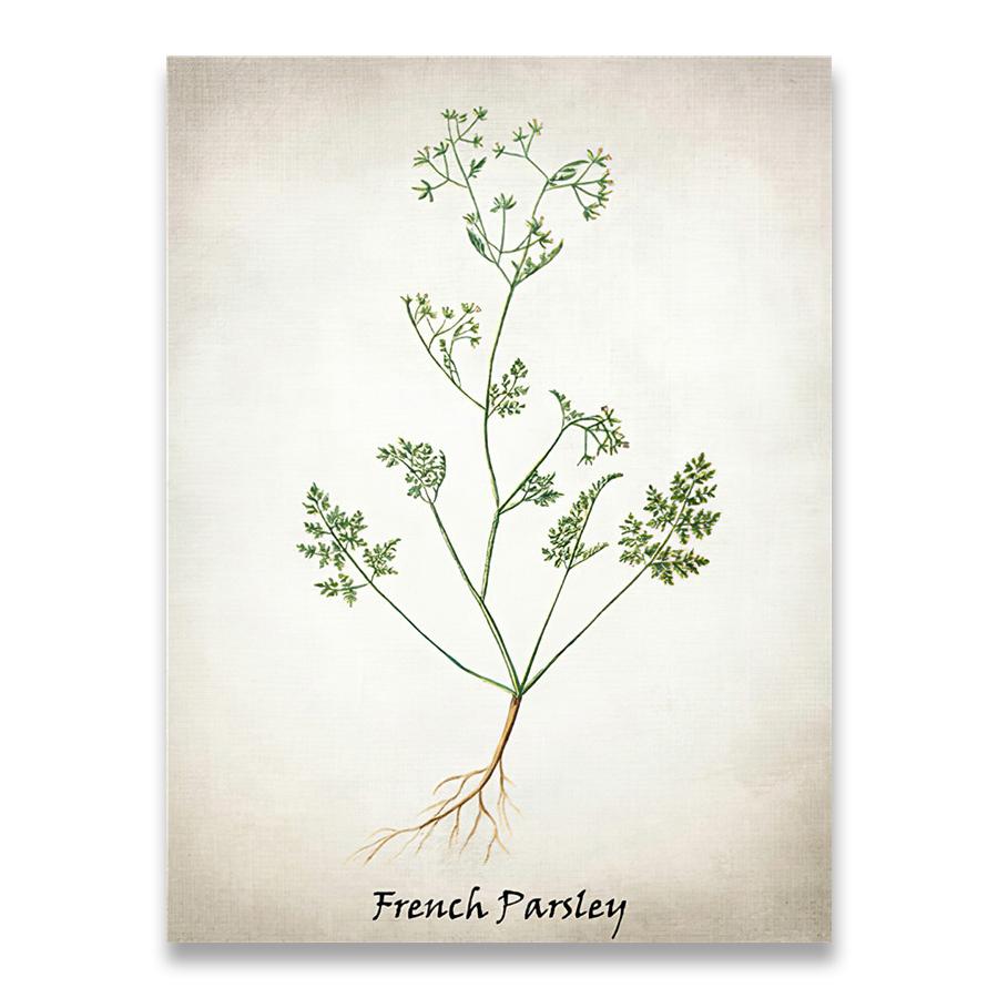 Herb Canvas Art Painting Vintage Herbal Illustrations Posters and Prints Culinary Herbs Botanical Kitchen Wall Art Picture Decor