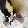 Cat Kitten Scratchpad Toy Play Corrugated Safe Cardboard Scratcher Catnip Bed