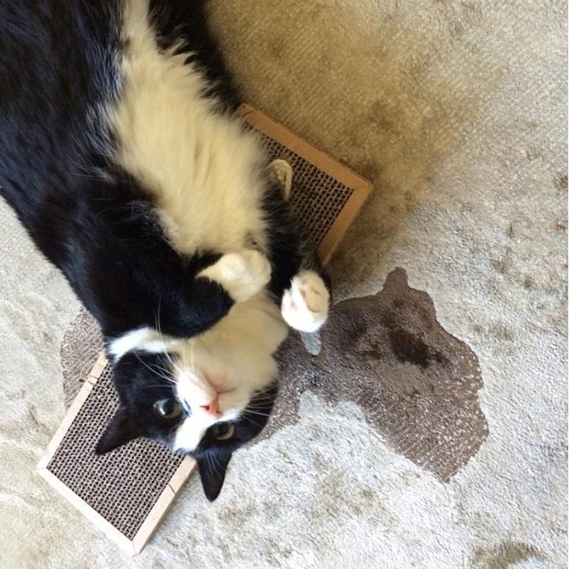 Cat Kitten Scratchpad Toy Play Corrugated Safe Cardboard Scratcher Catnip Bed