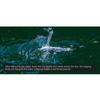 Topwater Dragonfly Fishing Lure Artificial Bait Wobbler Floating Fishing Crankbaits Artificial Baits Easy-to Use
