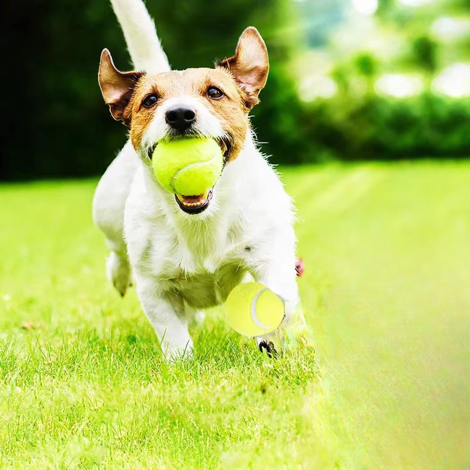 Dog Chew Training Ball Toy Pet Interactive Toy one size