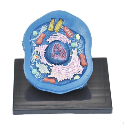 Modèle de Cellule Animale Vue Pédagogique Organites Majeurs Clairement Anatomique Biologie Kit Scientifique