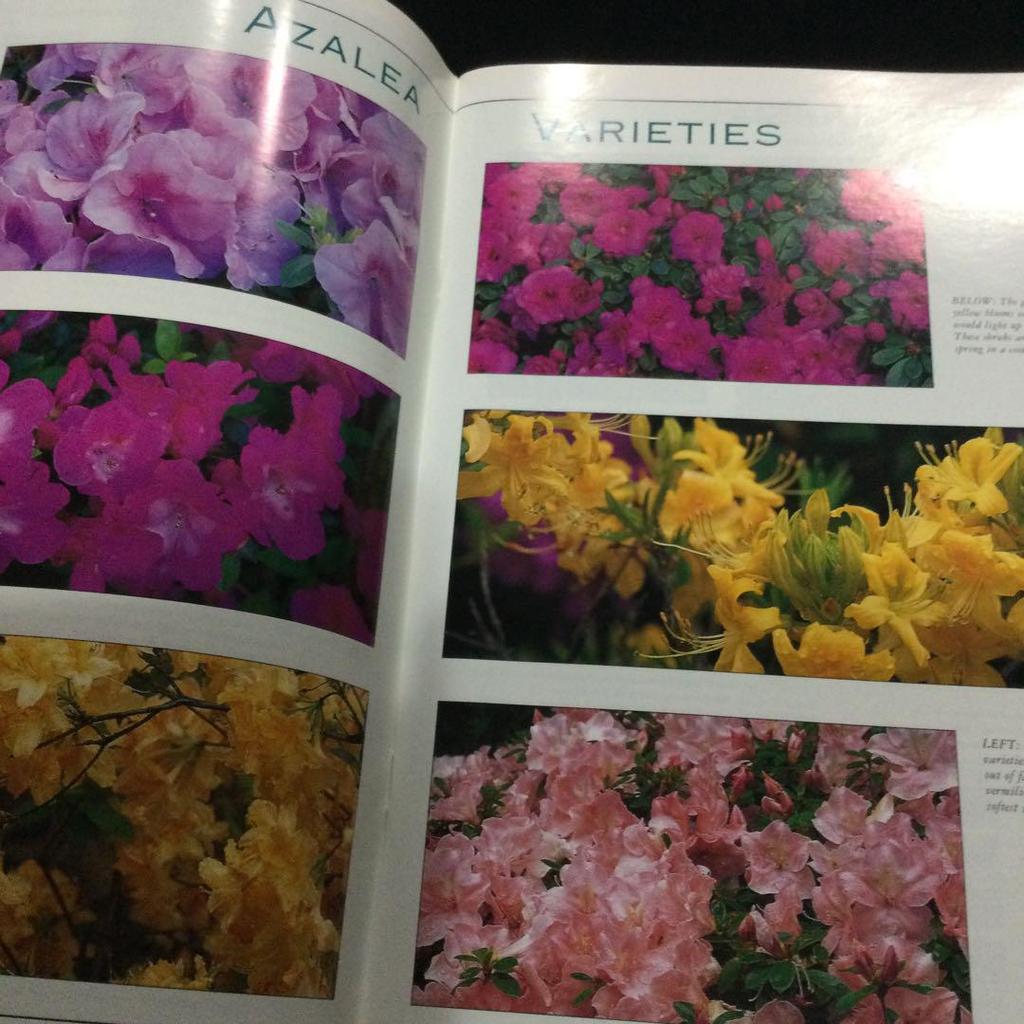 [USED] Flowers, plants, foreign books, illustrated guidebooks, guidebooks, Flowering shrubs