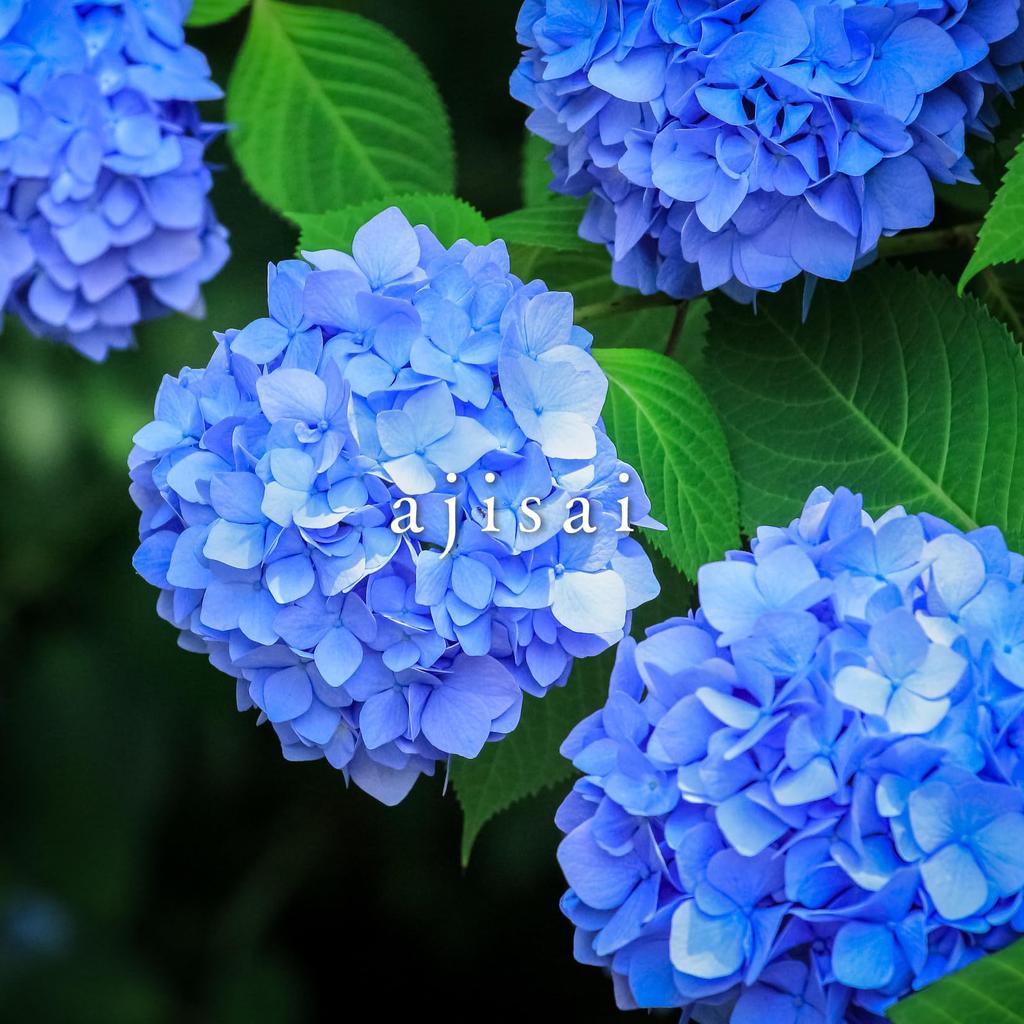 PILOT Ink Mannenhitsu Ink 50ml AJ Hydrangea INK50AJ