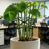 Plant Stem Support Reusable Plant Growth Accessories Climbing Houseplant Stem Holders for Monstera Indoor Plants