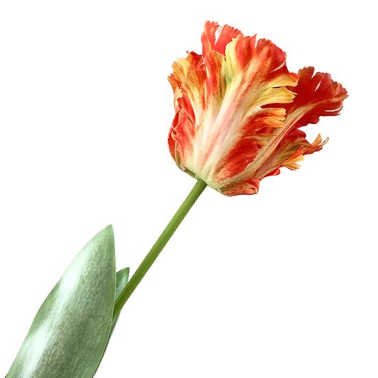 Kunstig tulipan realistisk falsk blomst med blader ingen vedlikehold falsk tulipan for hjemmedekor bryllupsfest bordpynt