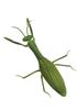 Doyusha IRC Running Insect Series No.1 Praying Mantis Electric Infrared Control 14563