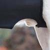 Adjustable Dog Sling for Large Dogs Pet Dog Legs Support Strap Senior Dog Supply