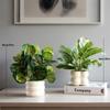 Nordic Style Artificial Potted Plants for Indoor Decor: Perfect for Living Rooms, Offices, and Desktops