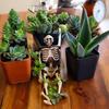 Halloween Casket Planter Gothic Plant Pot Resin Casket Flower Pot for Succulents Home Indoor Shelf Windowsill Decoration