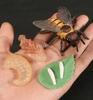 Montessori Wooden Lifelike Insect Animal Life Cycle Board Teaching Plant Animals Growth Cycle Model Set Preschool Cognitive Toy